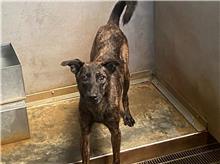 Black adult male mixed-breed dog, Medium, shelter no. …1003