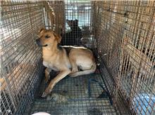 ミックス犬（オス・成犬・茶）、大型, 施設番号 …4032