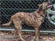 ミックス犬（オス・成犬・トラ）、中型, 施設番号 …0207