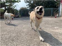 ミックス犬(メス・成犬・茶)、中型, 施設番号 …0013