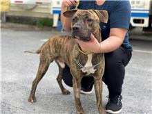 Tabby adult male mixed-breed dog, Medium, shelter no. …0305