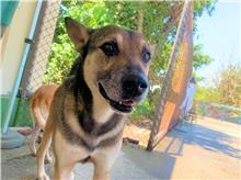 Black-and-brown adult male mixed-breed dog, Medium, shelter no. …4002