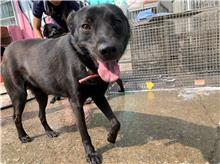 ミックス犬(メス・成犬・黒)、中型, 施設番号 …4040