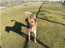 Perro mestizo macho adulto (marrón y gris), Mediano, refugio n.º …0007