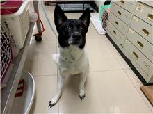 黑白色成年公混种犬，中型, 收容编号 …0807