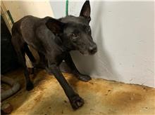 ミックス犬(メス・成犬・黒)、中型, 施設番号 …2608