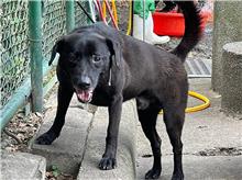 Black young male mixed-breed dog, Medium, shelter no. …1806