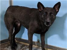 Black adult female mixed-breed dog, Medium, shelter no. …0503