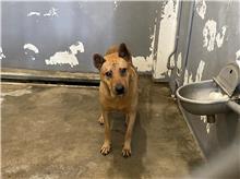 Chien croisé mâle adulte (fauve), Moyen, refuge n° …3004