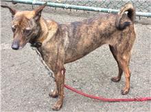 ミックス犬(メス・成犬・トラ)、中型, 施設番号 …0807