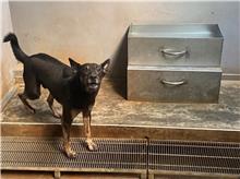 Black-and-gray adult male mixed-breed dog, Medium, shelter no. …2205