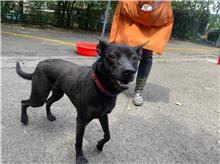 Black young female mixed-breed dog, Small, shelter no. …2802