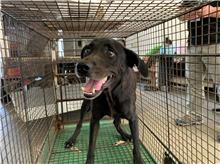 ミックス犬（メス・成犬・黒）、中型, 施設番号 …0006