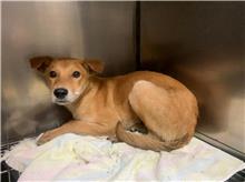 Tan young male mixed-breed dog, Small, shelter no. …0604
