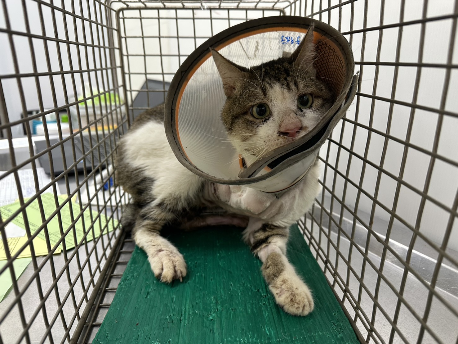 Pusang halo ang lahi (Lalaki, Matanda na, may guhit at puti), Katamtaman, blg. ng shelter …1204