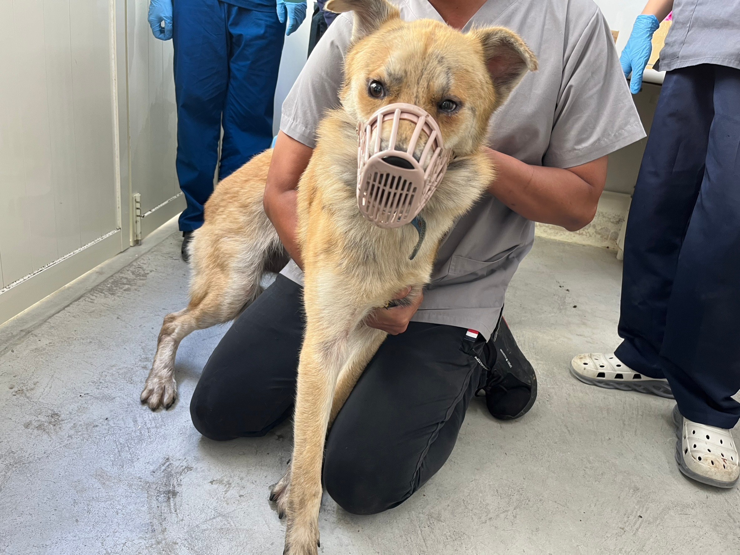 Tan tabby adult male mixed-breed dog, Medium, shelter no. …1506
