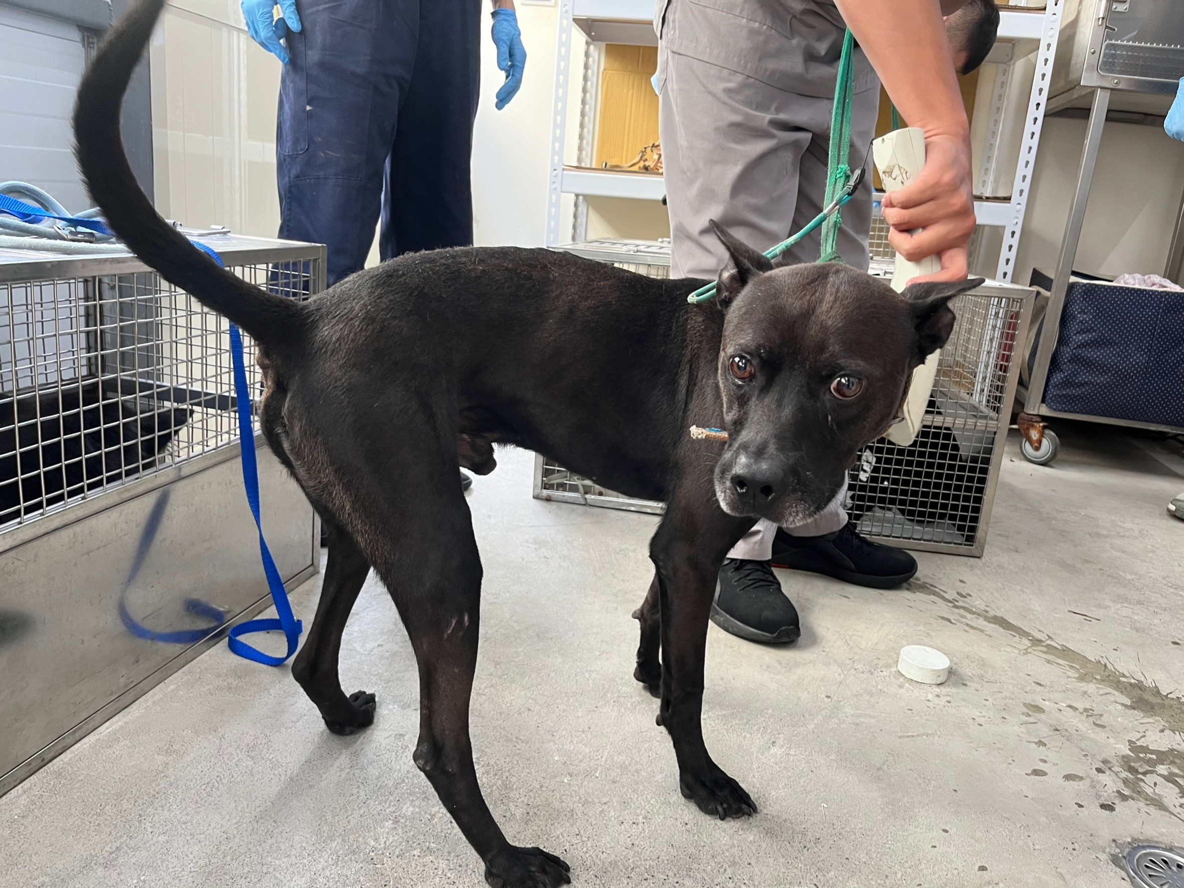 ミックス犬(オス・成犬・黒)、中型, 施設番号 …2404