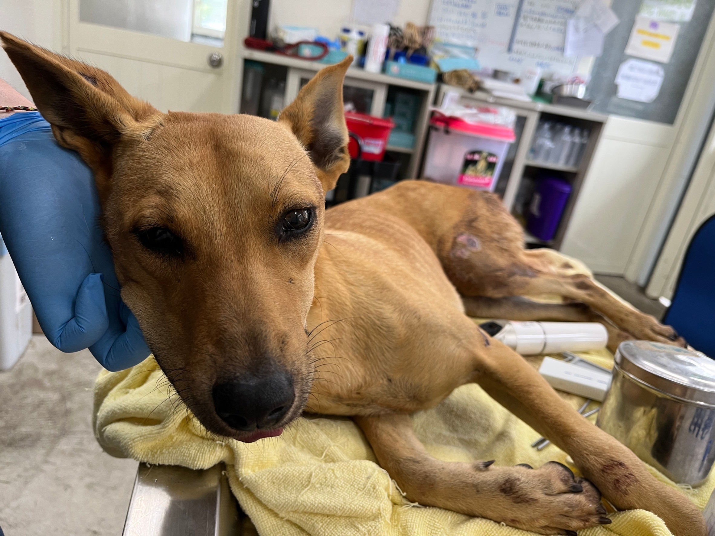 ミックス犬(メス・成犬・茶)、中型, 施設番号 …1107