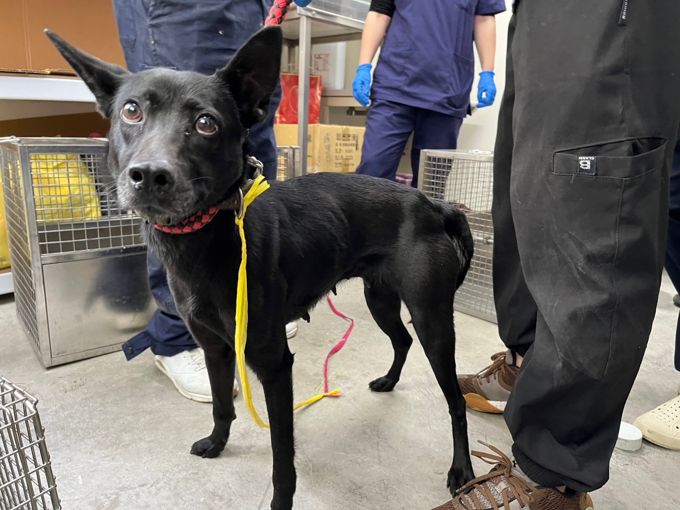 Black adult female mixed-breed dog, Medium, shelter no. …2203