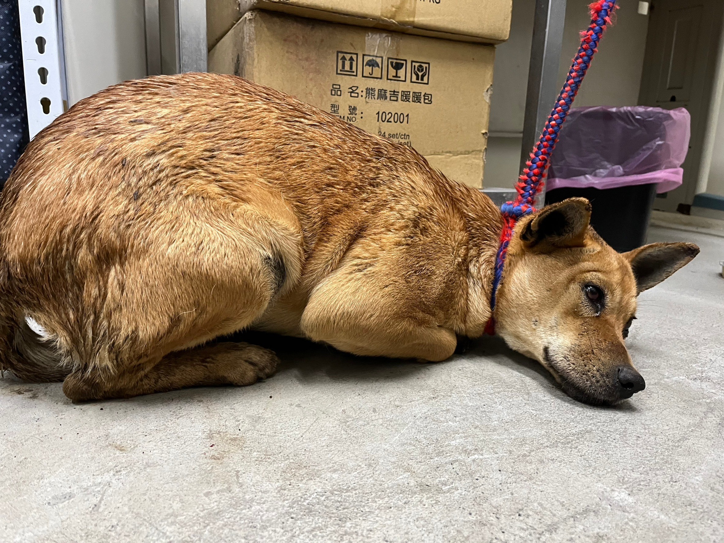 Tan adult female mixed-breed dog, Medium, shelter no. …2505