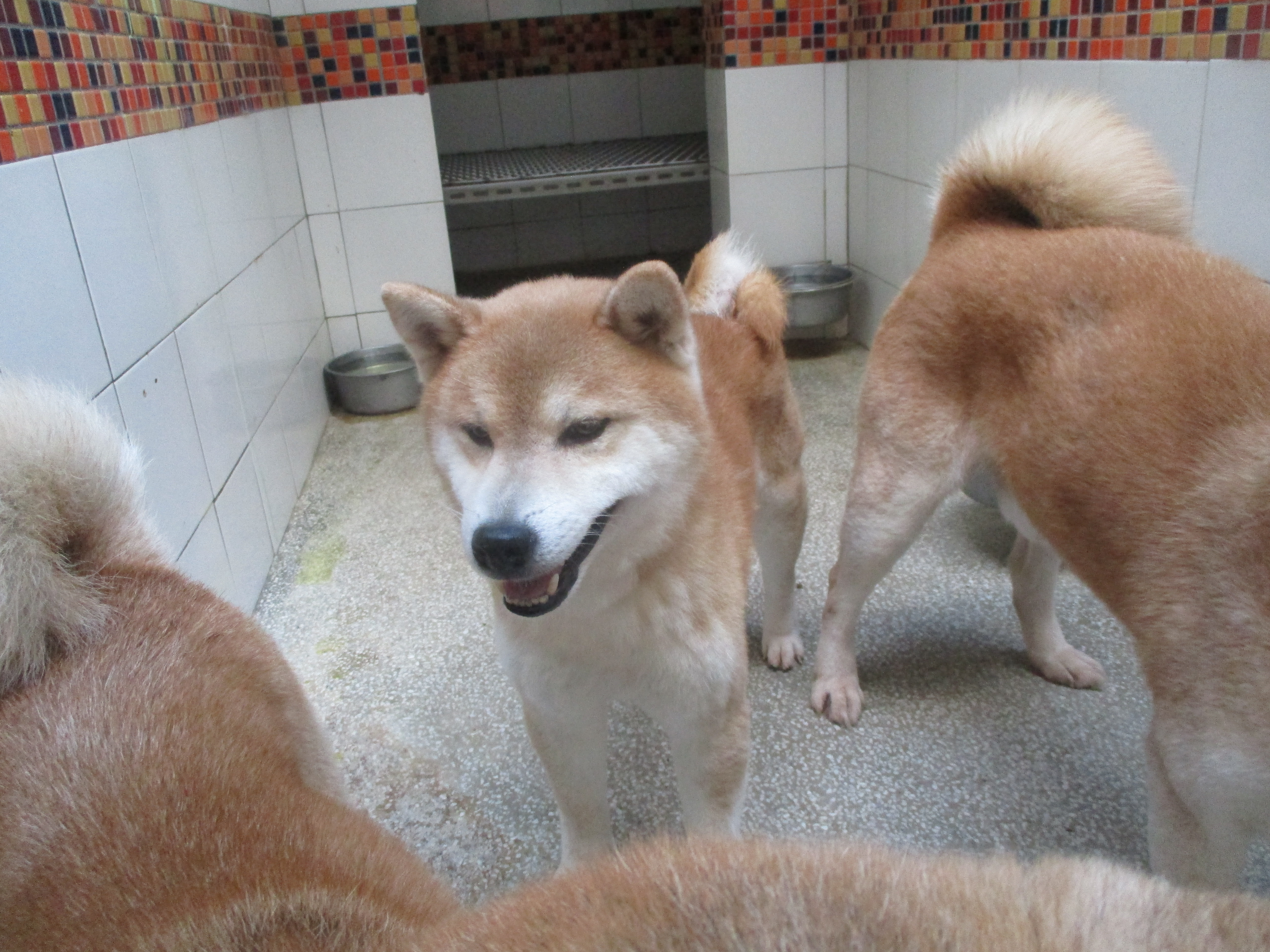 Shiba Inu mâle adulte (fauve), Moyen, refuge n° …3R16