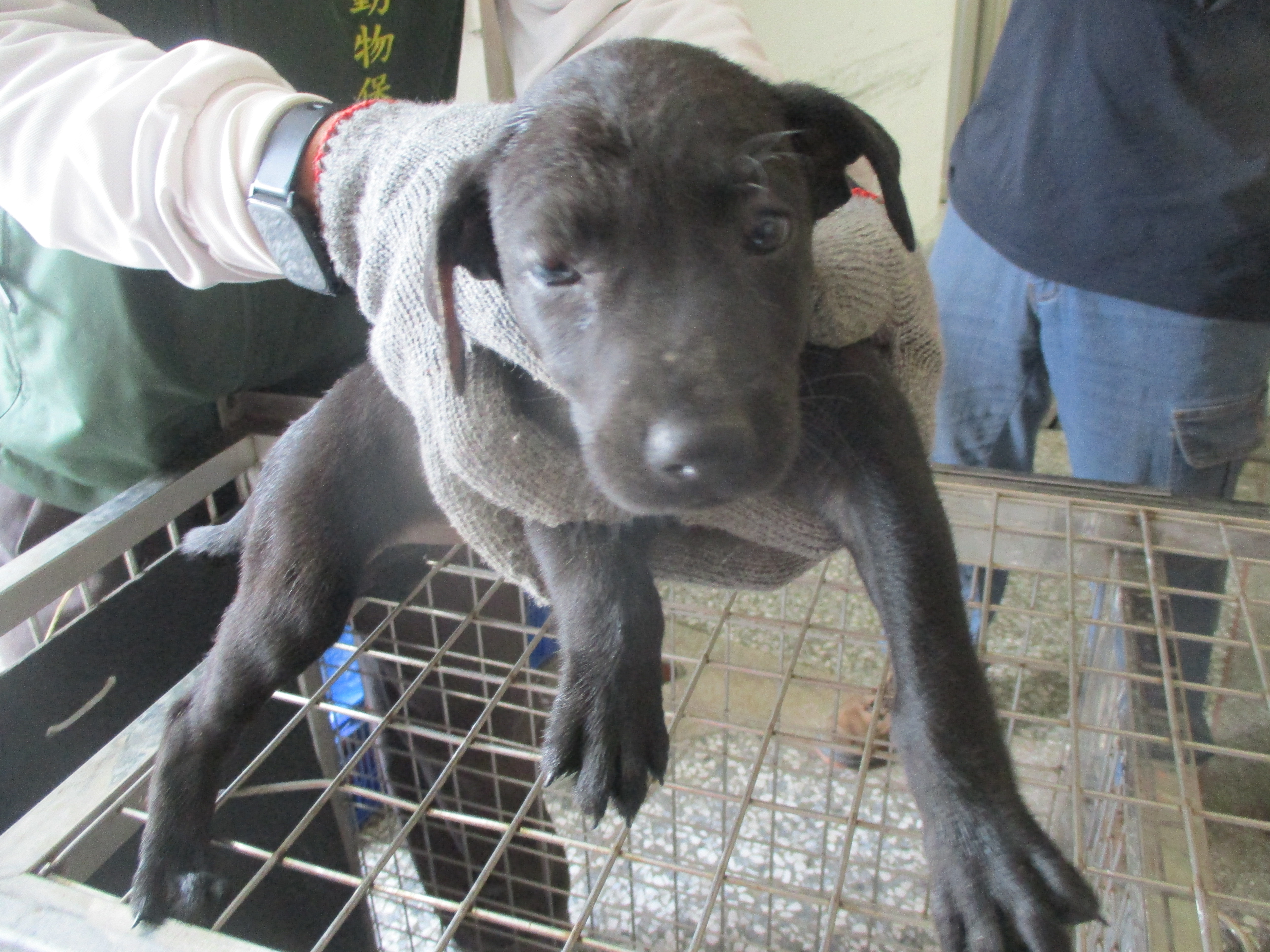 Chienne croisée femelle jeune (noir), Petit, refuge n° …Q9-2