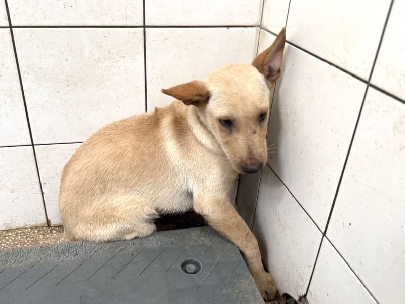 Tan young male mixed-breed dog, Small, shelter no. …30H1