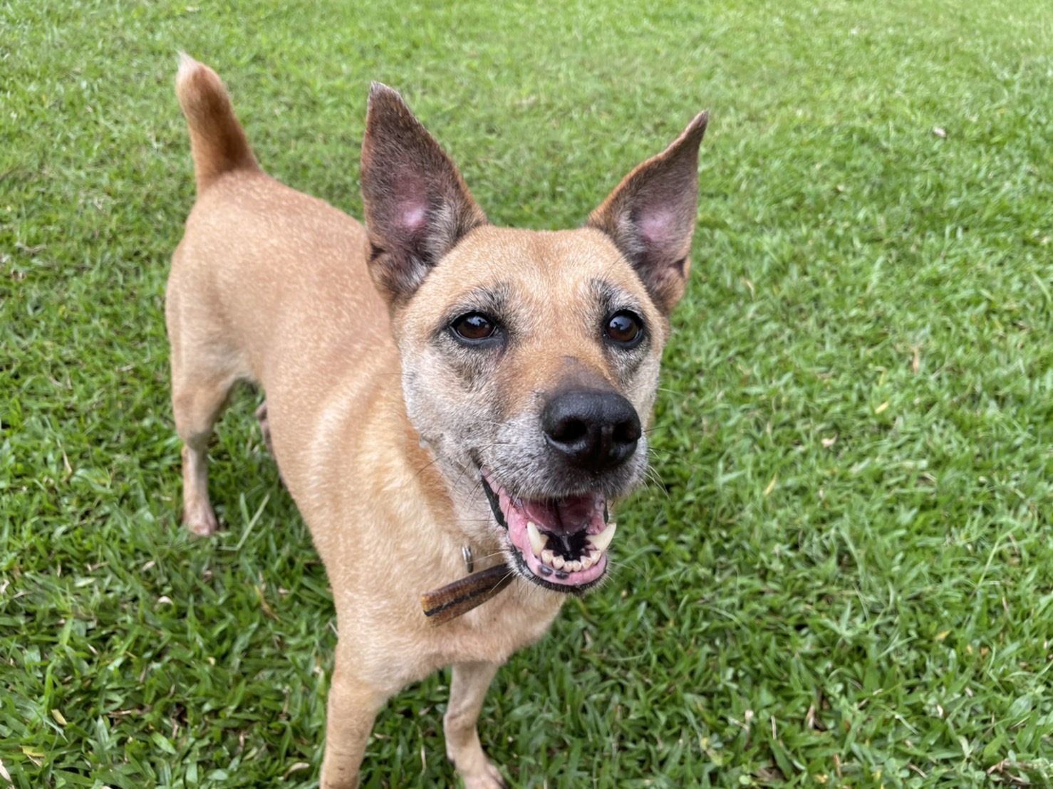 Tan adult female mixed-breed dog, Medium, shelter no. …0205