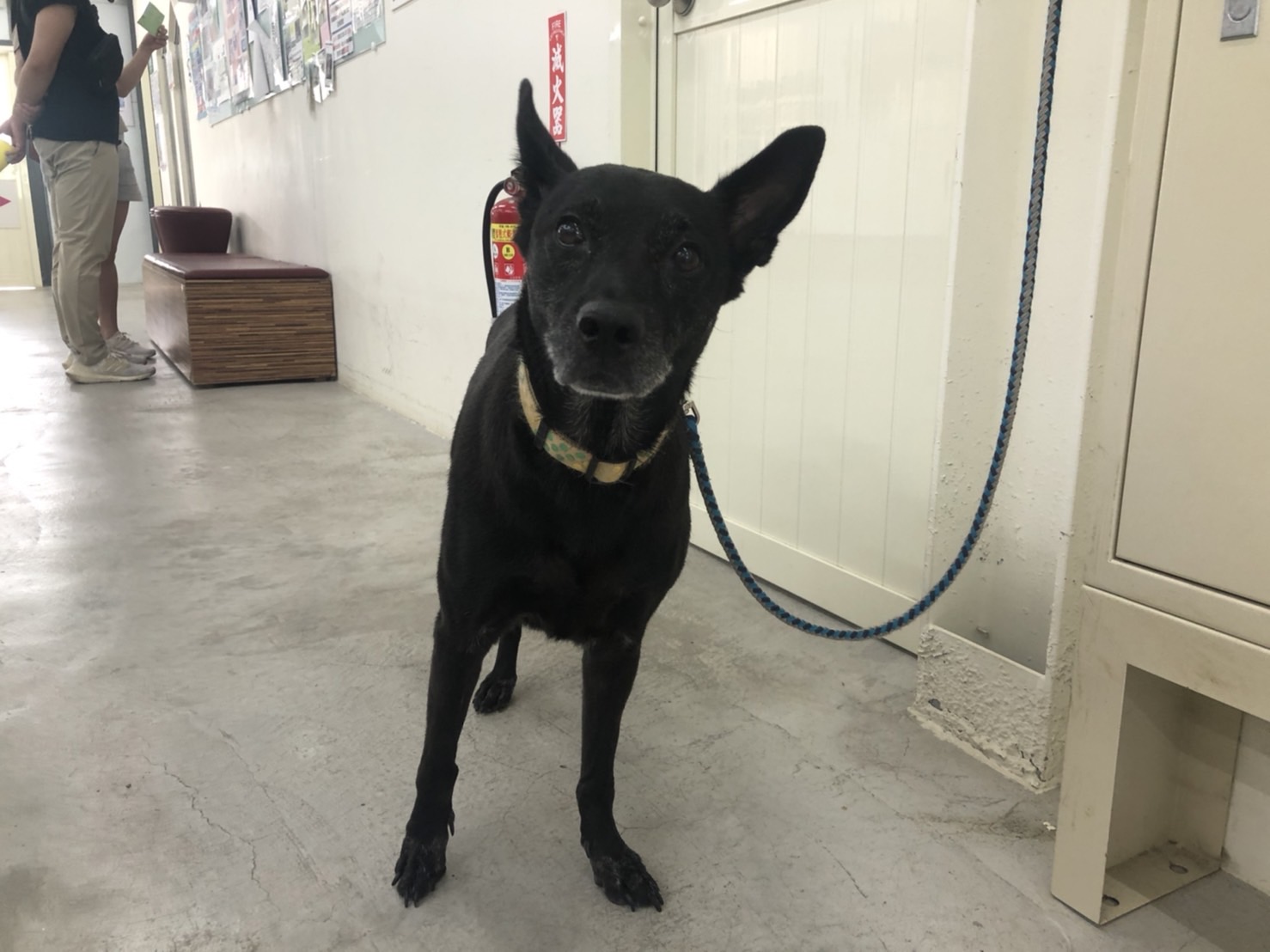Black adult female mixed-breed dog, Medium, shelter no. …1702