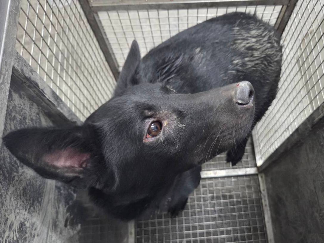 Black adult male mixed-breed dog, Medium, shelter no. …0403