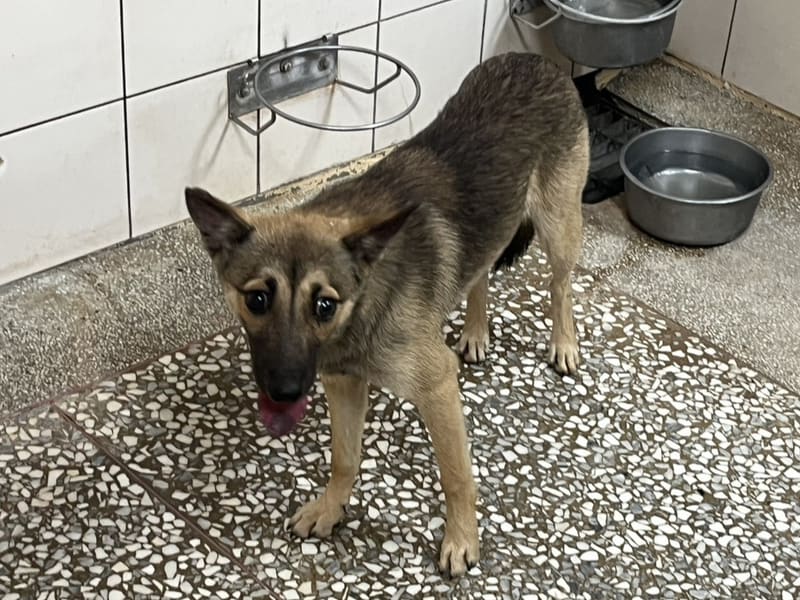 Gray adult female mixed-breed dog, Medium, shelter no. …13-1