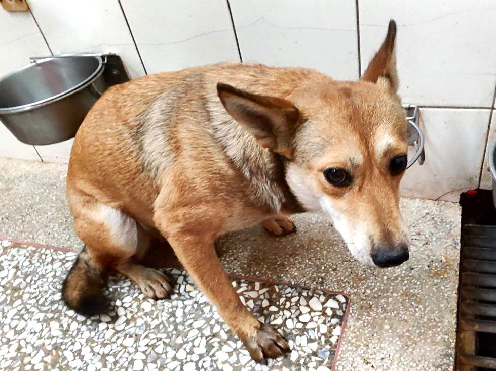 Tan adult female mixed-breed dog, Large, shelter no. …25-2
