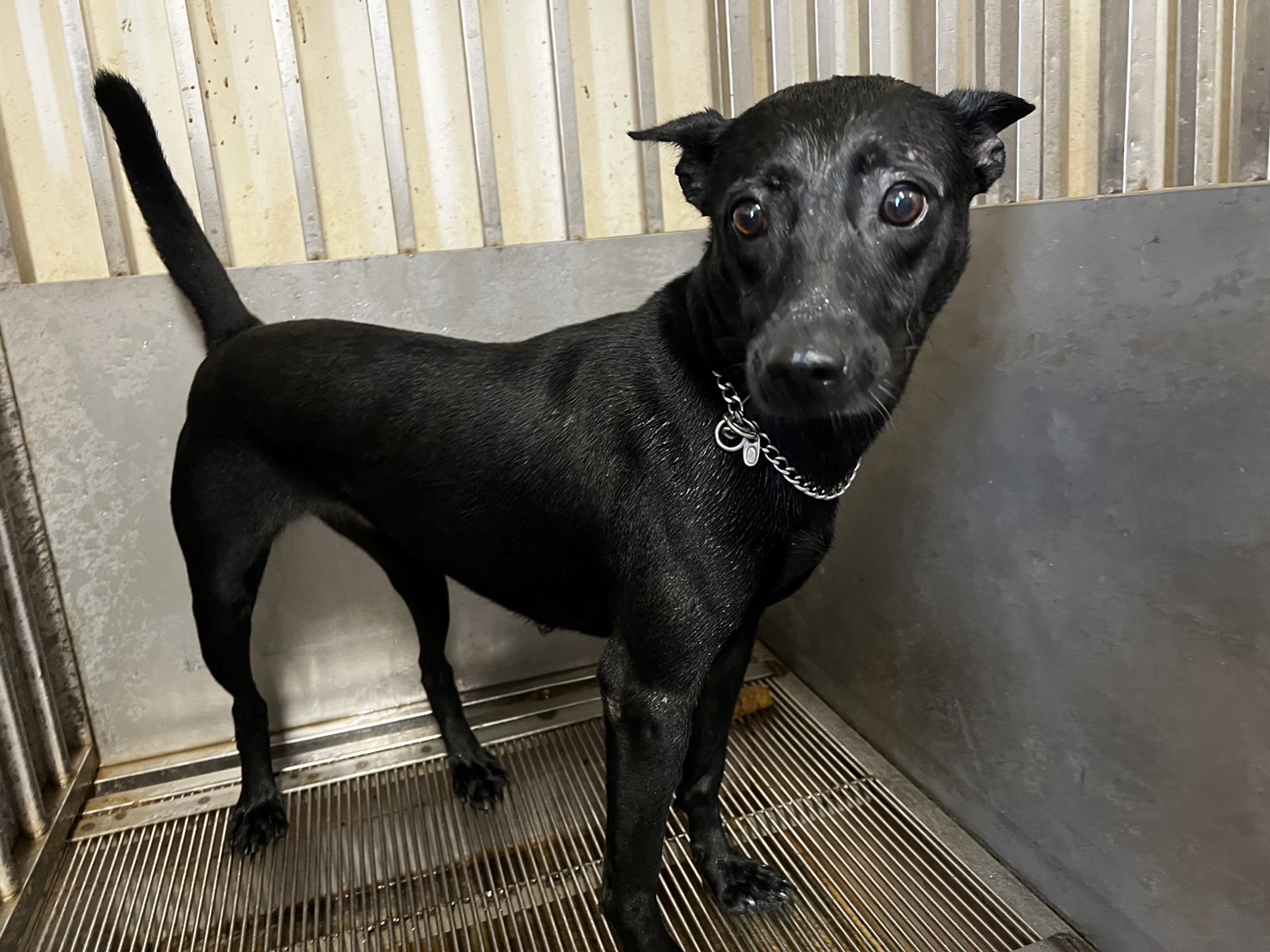 ミックス犬（メス・成犬・黒）、中型, 施設番号 …7001