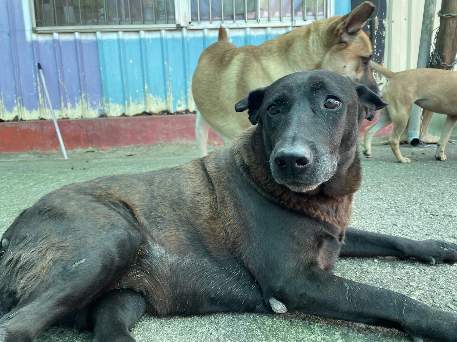 Black adult female mixed-breed dog, Medium, shelter no. …3004