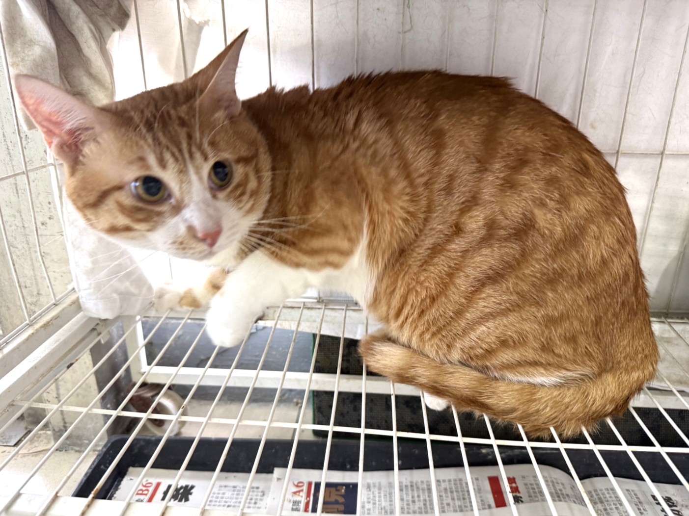Orange adult male mixed-breed cat, Large, shelter no. …23C4