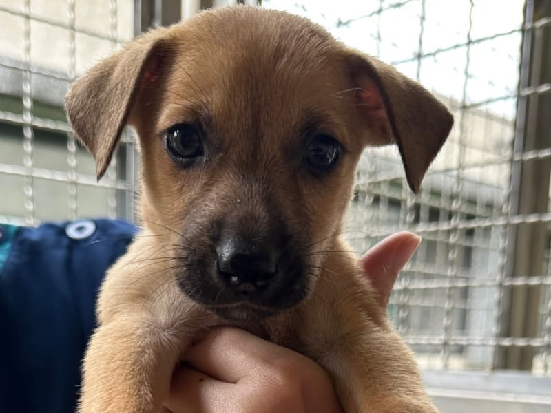 Perro mestizo macho joven (canela), Mediano, refugio n.º …3008. Más cerca de la cara.
