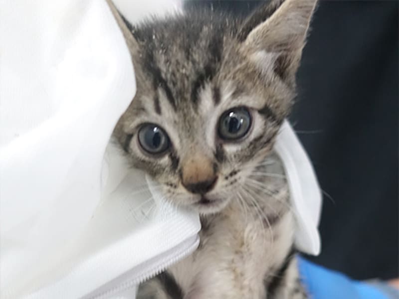 ミックス猫(若い・トラ)、小型, 施設番号 …0806. 顔のアップです。
