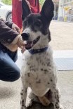 Black-and-white adult female mixed-breed dog, Medium, shelter no. …1203
