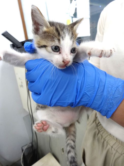 Tabby-and-white young female mixed-breed cat, Small, shelter no. …1693