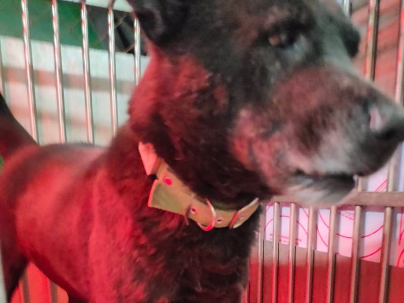 Perro mestizo macho adulto (negro), Mediano, refugio n.º …7008. Más cerca de la cara.