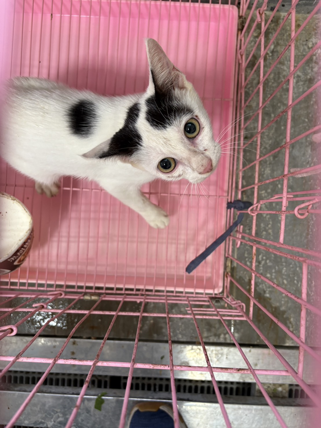 Chatte croisée femelle adulte (noir et blanc), Moyen, refuge n° …4001. Plus près du visage.