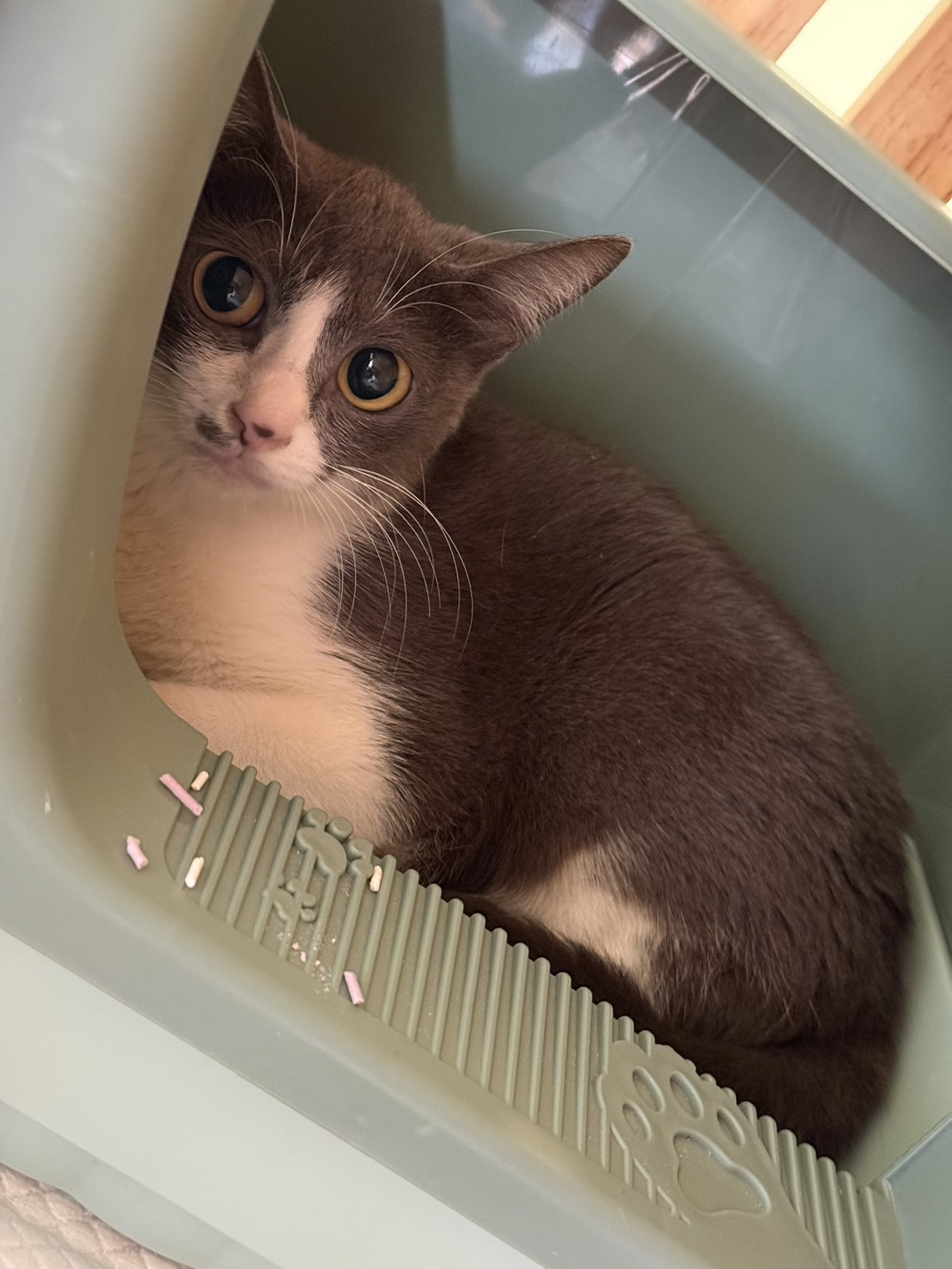 Chatte croisée femelle adulte (gris et blanc), Petit, refuge n° …0001. Plus près du visage.
