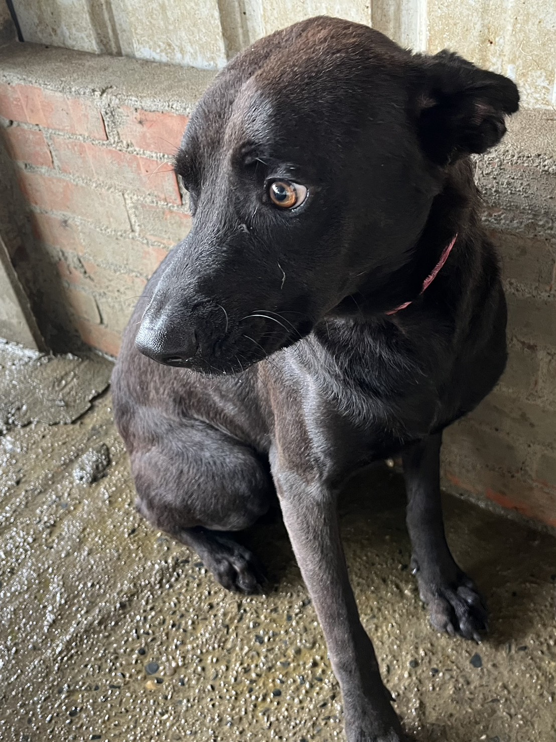 Black adult male mixed-breed dog, Medium, shelter no. …2001