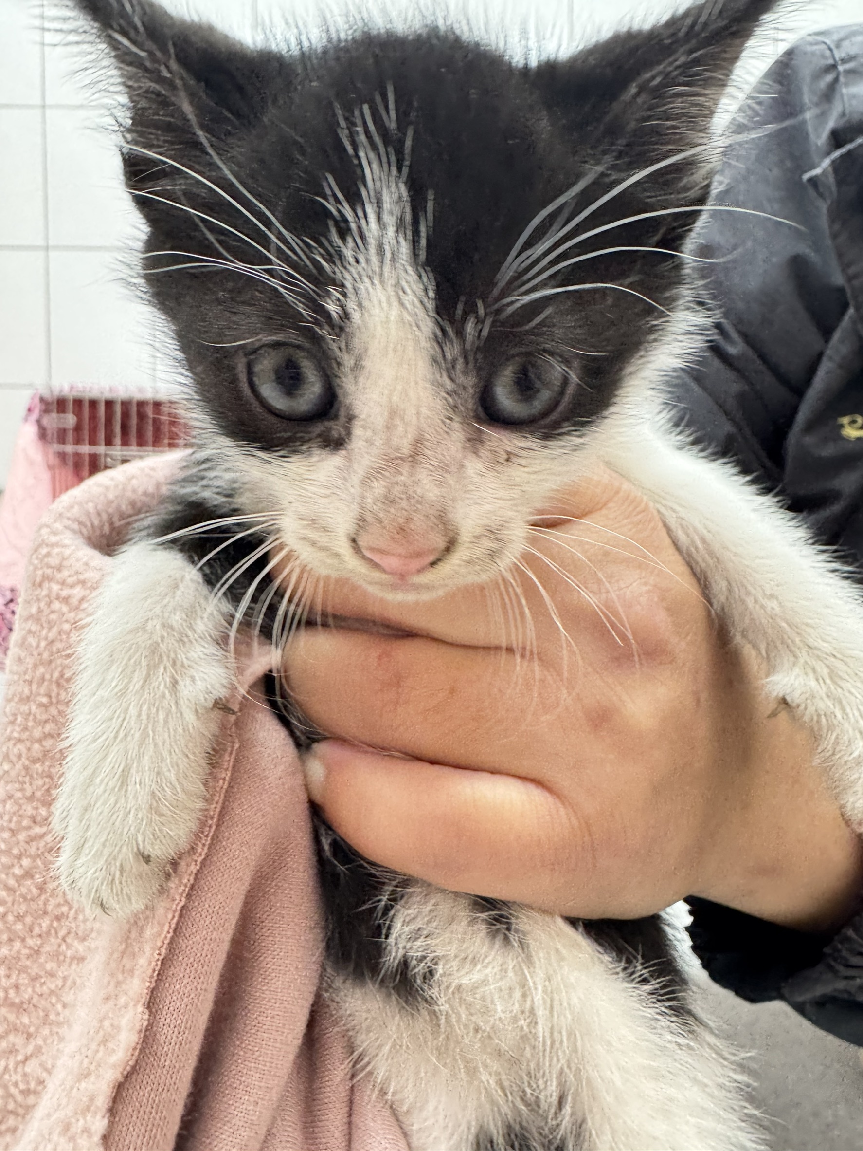 Pusang halo ang lahi (Lalaki, Bata, itim at puti), Maliit, blg. ng shelter …1002. Mas malapit sa mukha.