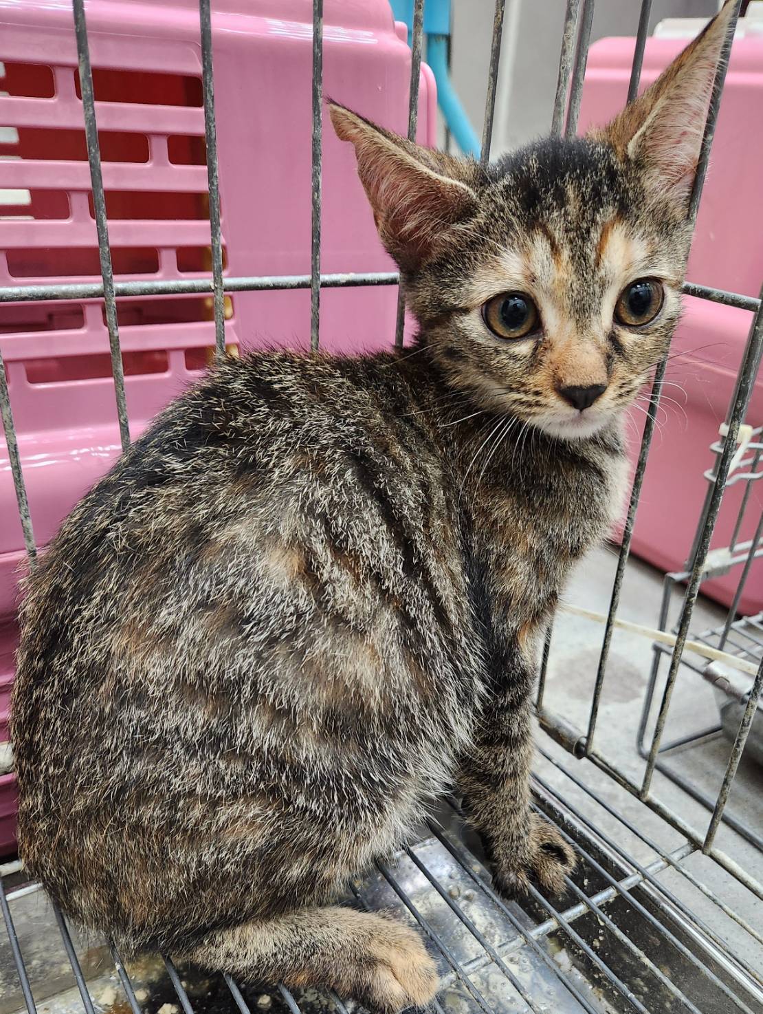 Pusang halo ang lahi (Babae, Matanda na, itim at may guhit), Katamtaman, blg. ng shelter …2001. Mas malapit sa mukha.