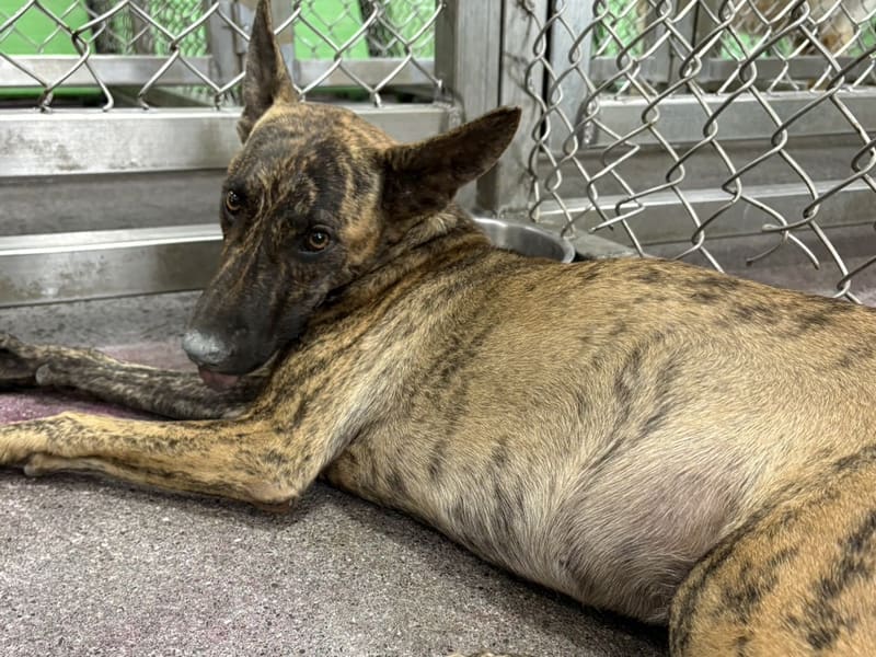 ミックス犬（メス・成犬・トラ）、大型, 施設番号 …6008