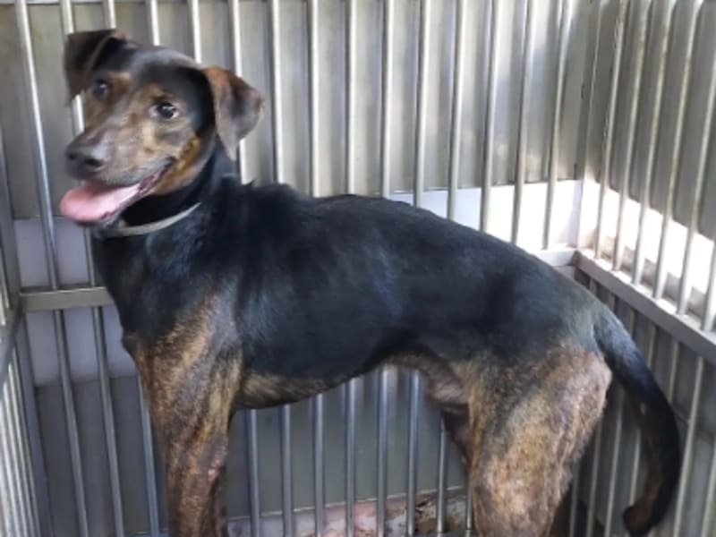 Perro mestizo macho adulto (negro y gris), Mediano, refugio n.º …1002