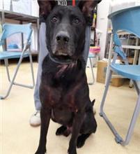 Black adult male mixed-breed dog, Medium, shelter no. …4002