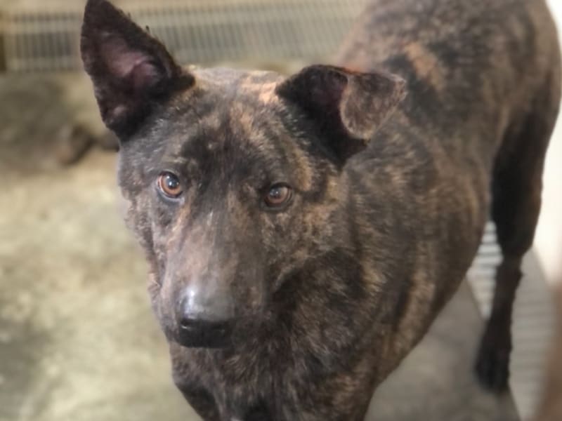 Tabby adult male mixed-breed dog, Large, shelter no. …6007. Closer on the face.