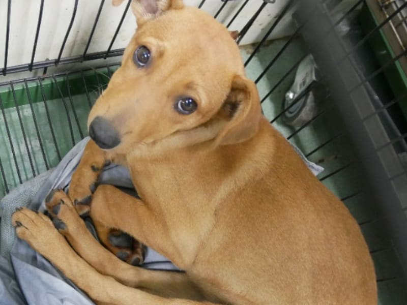 ミックス犬(メス・成犬・茶)、中型, 施設番号 …7-11. 全身です。